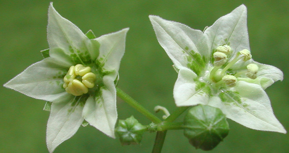 flowers of Jaltomata repandidentata